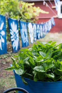 indigo plants and dyed flags